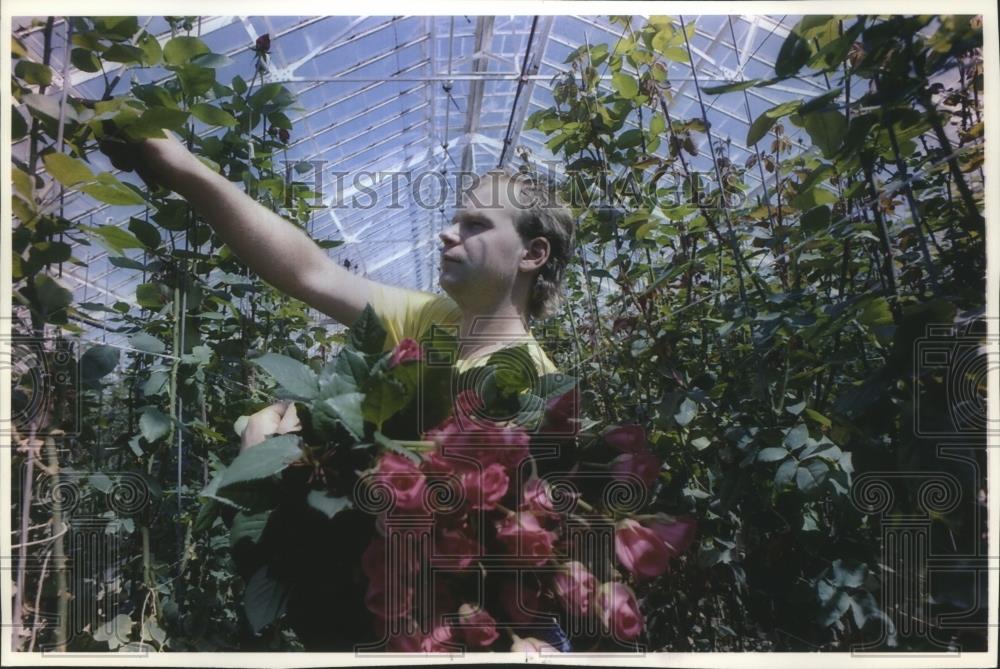 1993 Press Photo Steve Klocko Wisconsin Rose Farmer Cutting Roses - mjb06657 - Historic Images
