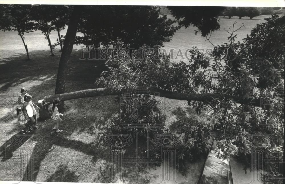 1983 Press Photo Children examining an ash tree at Lindsay Park - mjb06715 - Historic Images