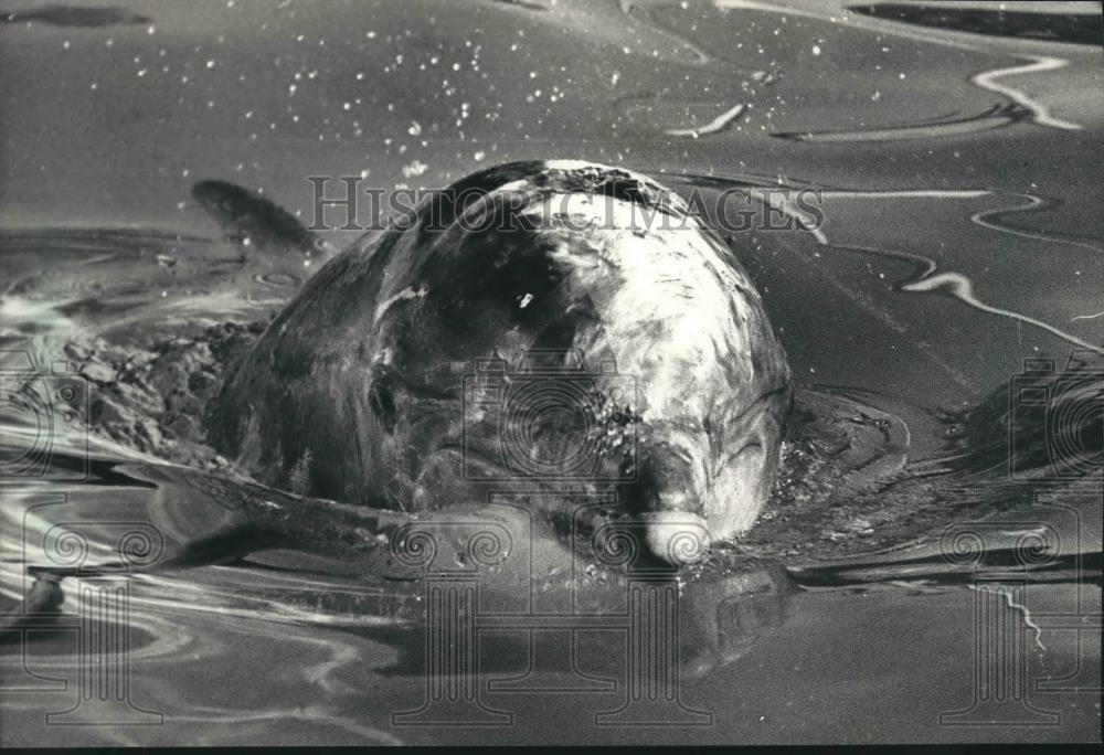 1988 Press Photo A Dolphin at the Milwaukee Zoo pokes his head out of the water - Historic Images