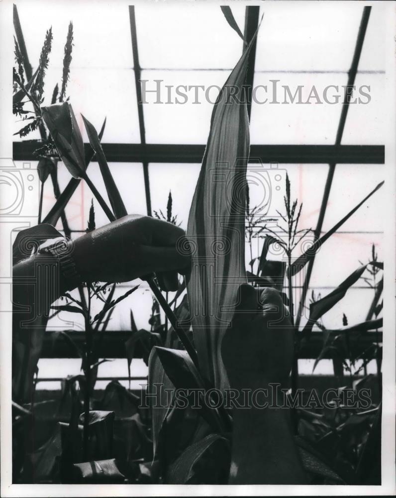 1990 Press Photo Green corn leaf at Marquette University - Science Building. - Historic Images