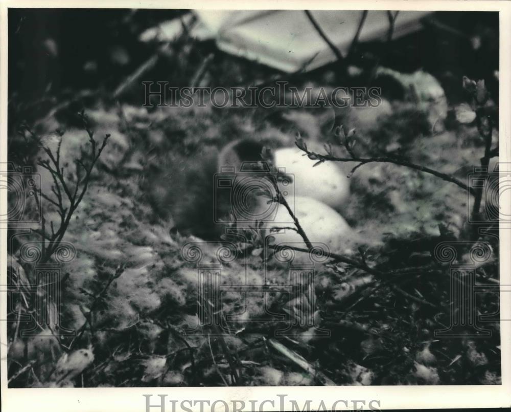 1987 Press Photo Newly hatched Canada Goose Snuggled In its Tundra Nest. - Historic Images
