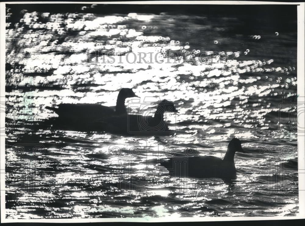 1991 Press Photo Canada geese cruised the Fox River. Waukesha - mjb66840 - Historic Images