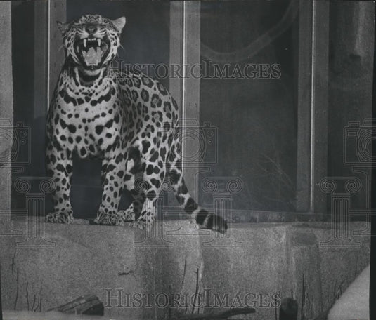 1976 Press Photo Jaguar, Milwaukee County Zoo - mjb67659 - Historic Images