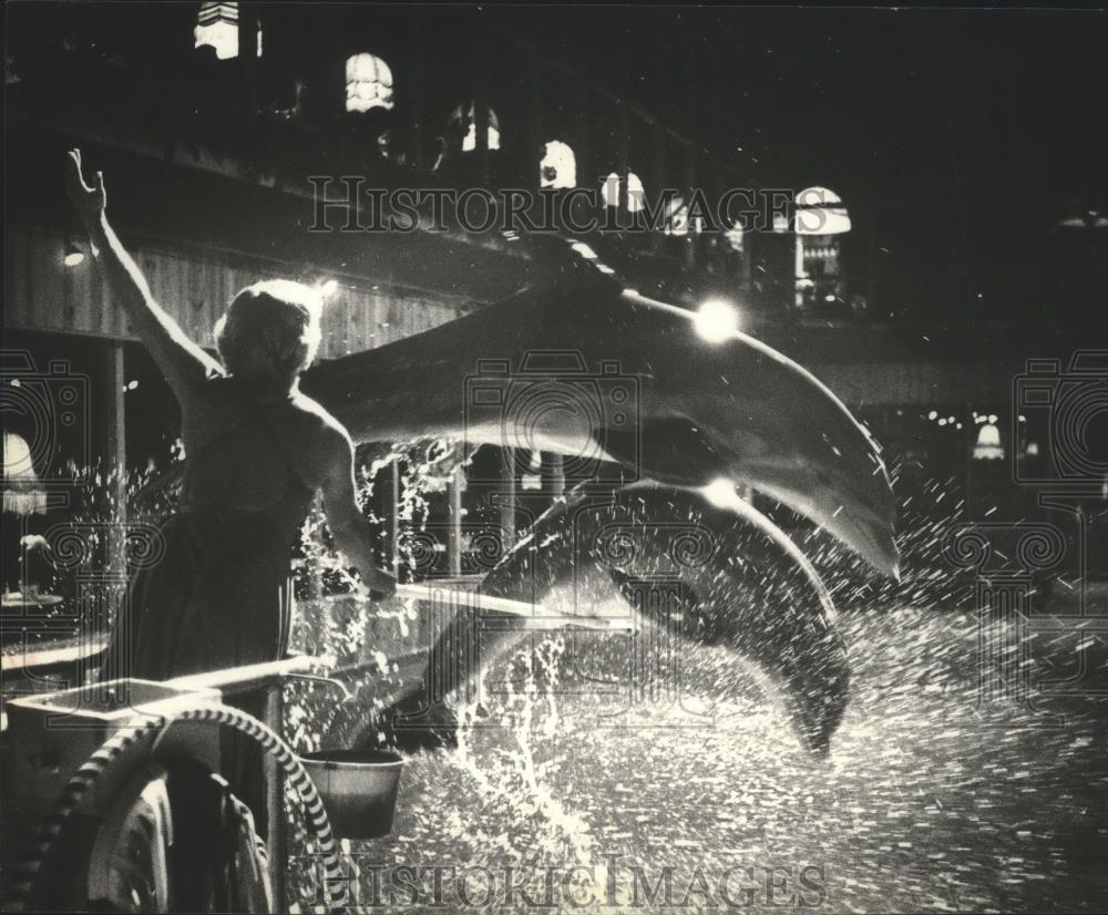 1979 Press Photo Pam Bresett puts dolphins through routine at Public Natatorium - Historic Images