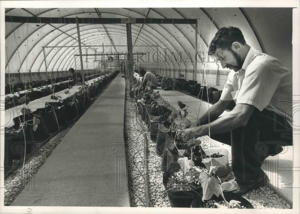 1988 Press Photo Richard Schwahn working on plants at New Hope Center - Historic Images