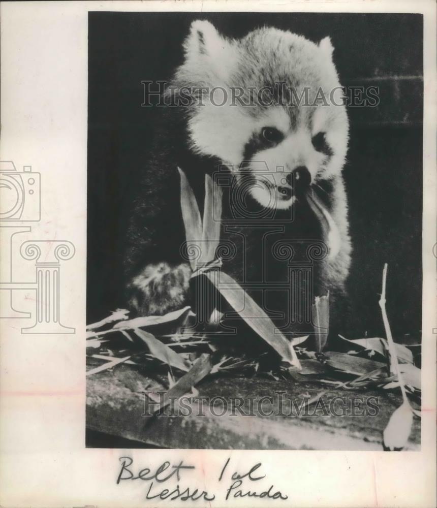 Press Photo A lesser panda - mjb68910 - Historic Images