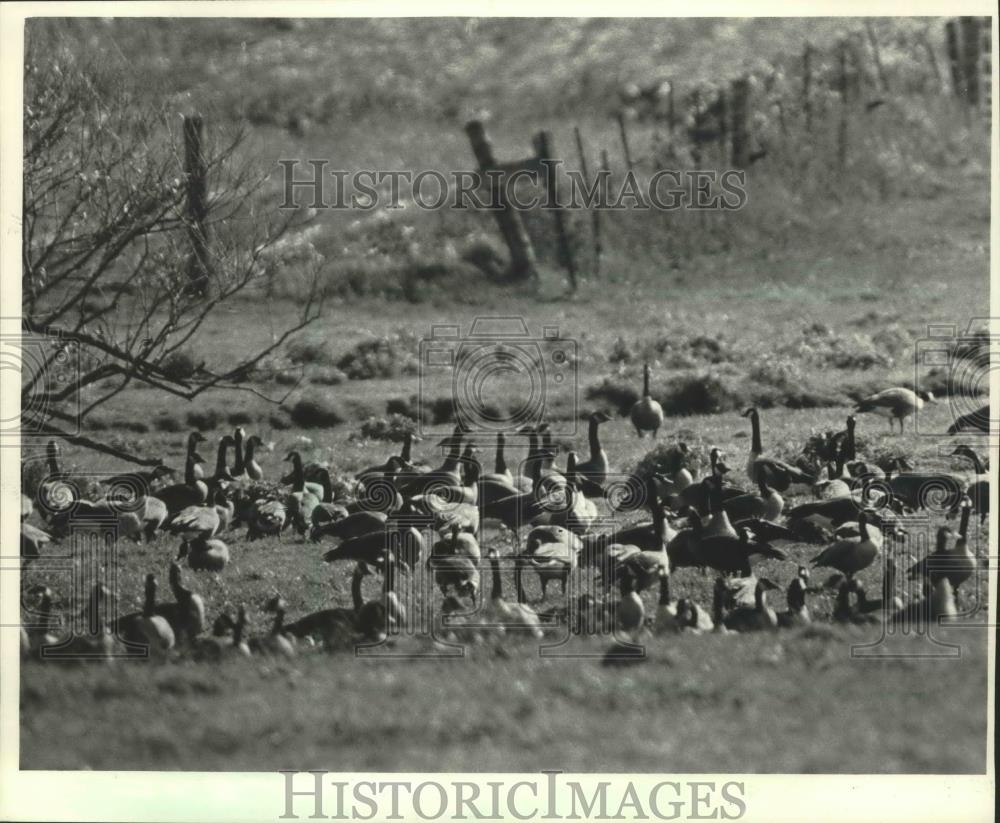 1987 Press Photo Geese clustered in the Horicon Marsh in Wisconsin - mjb69130 - Historic Images