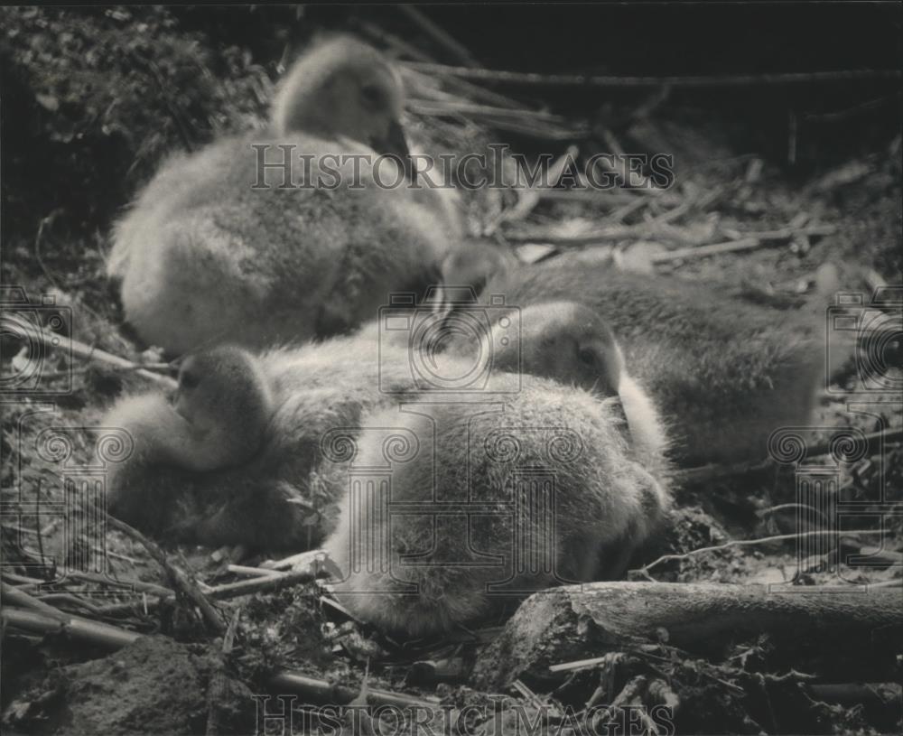 1998 Press Photo Goslings wait for mother &amp; food - Horicon Marsh Dodge County. - Historic Images