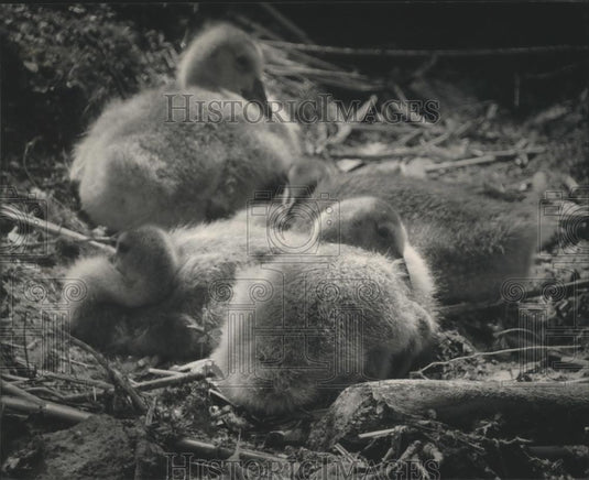 1998 Press Photo Goslings wait for mother & food - Horicon Marsh Dodge County. - Historic Images