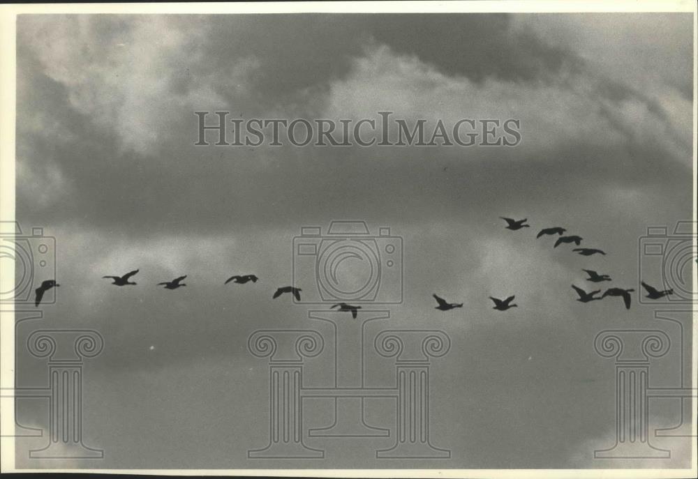 1987 Press Photo Canada Geese fly over Horicon National WIldlife Refuge - Historic Images
