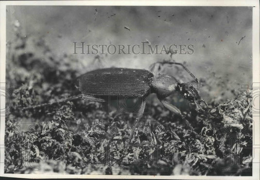 1976 Press Photo Closeup of Galeritine Beetle - mjb69478 - Historic Images