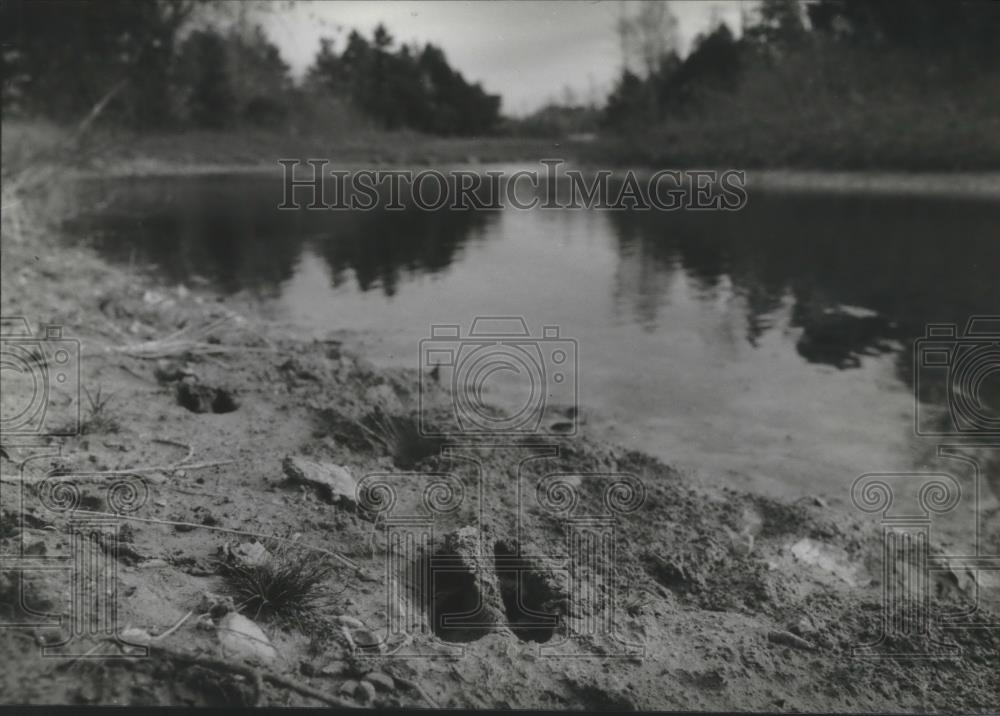 1994 Press Photo White-tailed deer tracks in sand help hunters locate the deer - Historic Images