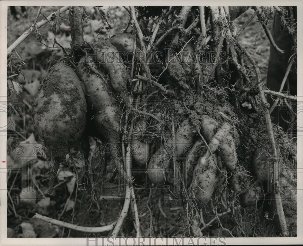 1989 Press Photo Alabama-Sweet Potatoes on farmer&#39;s land. - abna09928 - Historic Images