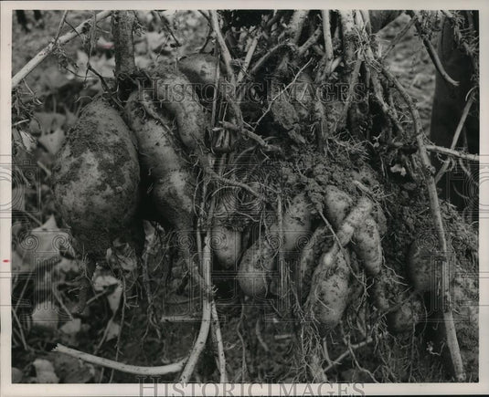 1989 Press Photo Alabama-Sweet Potatoes on farmer's land. - abna09928 - Historic Images