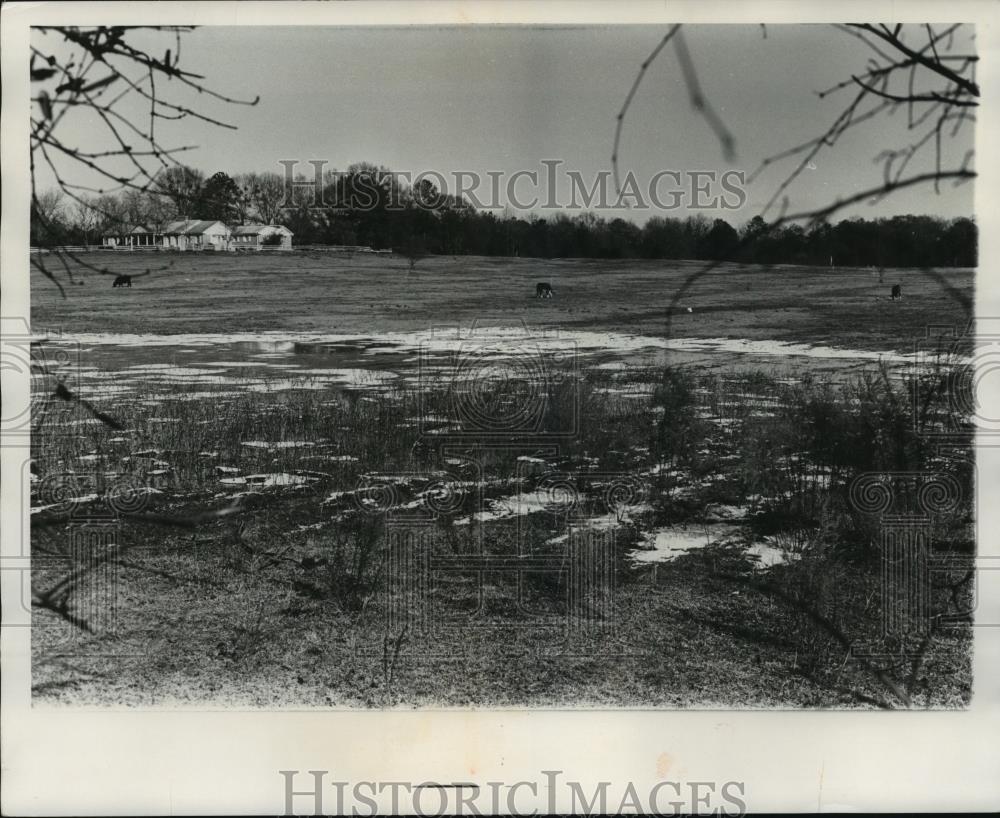 1978 Press Photo Alabama-Grazing cattle on a farm outside Harperville. - Historic Images