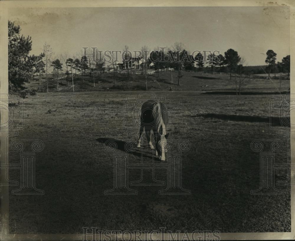 1978 Press Photo Alabama-Horse grazing on farm land. - abna09955 - Historic Images