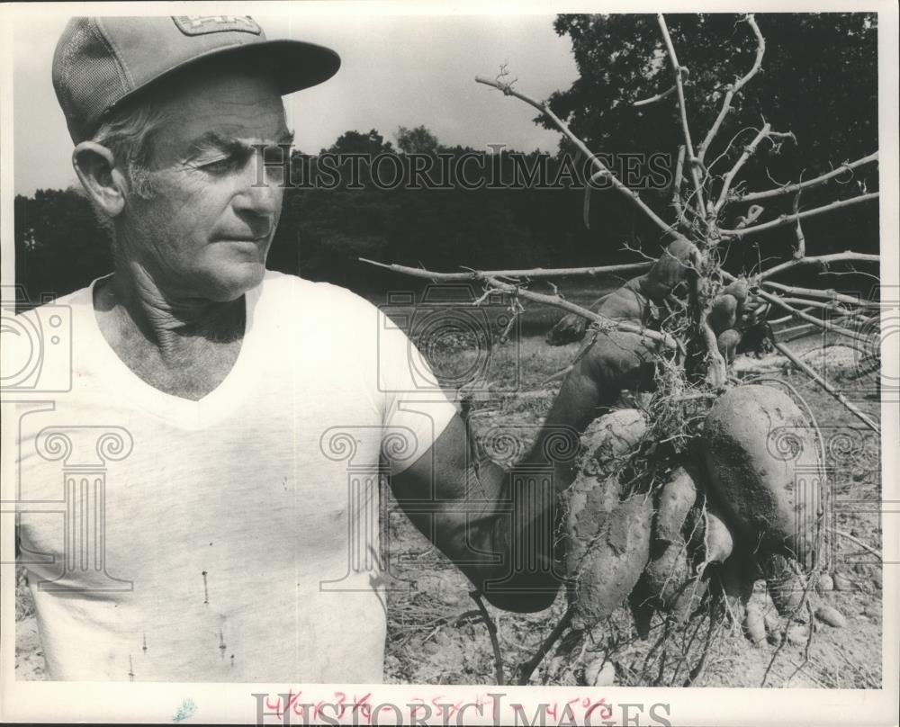 1988 Press Photo Alabama-W.A. Bud Fullilove looks over his sweet potatoes. - Historic Images