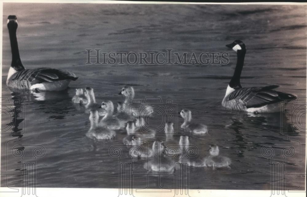 1992 Press Photo Goose family tests water at Janesville park lagoon, - Historic Images