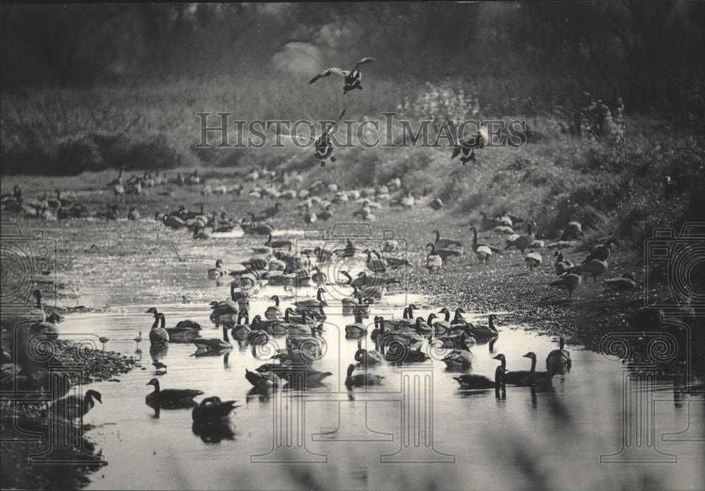 1984 Press Photo Stopover for geese in the Horicon Marsh - mjb69185 - Historic Images