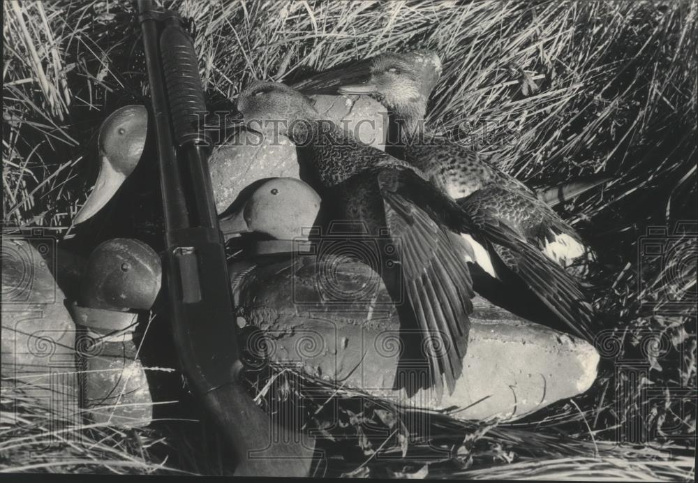 1985 Press Photo A drake and hen gadwall, ducks hunted in North Dakota - Historic Images