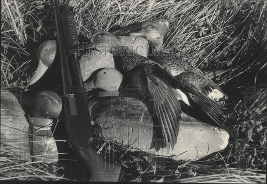 1985 Press Photo A drake and hen gadwall, ducks hunted in North Dakota - Historic Images
