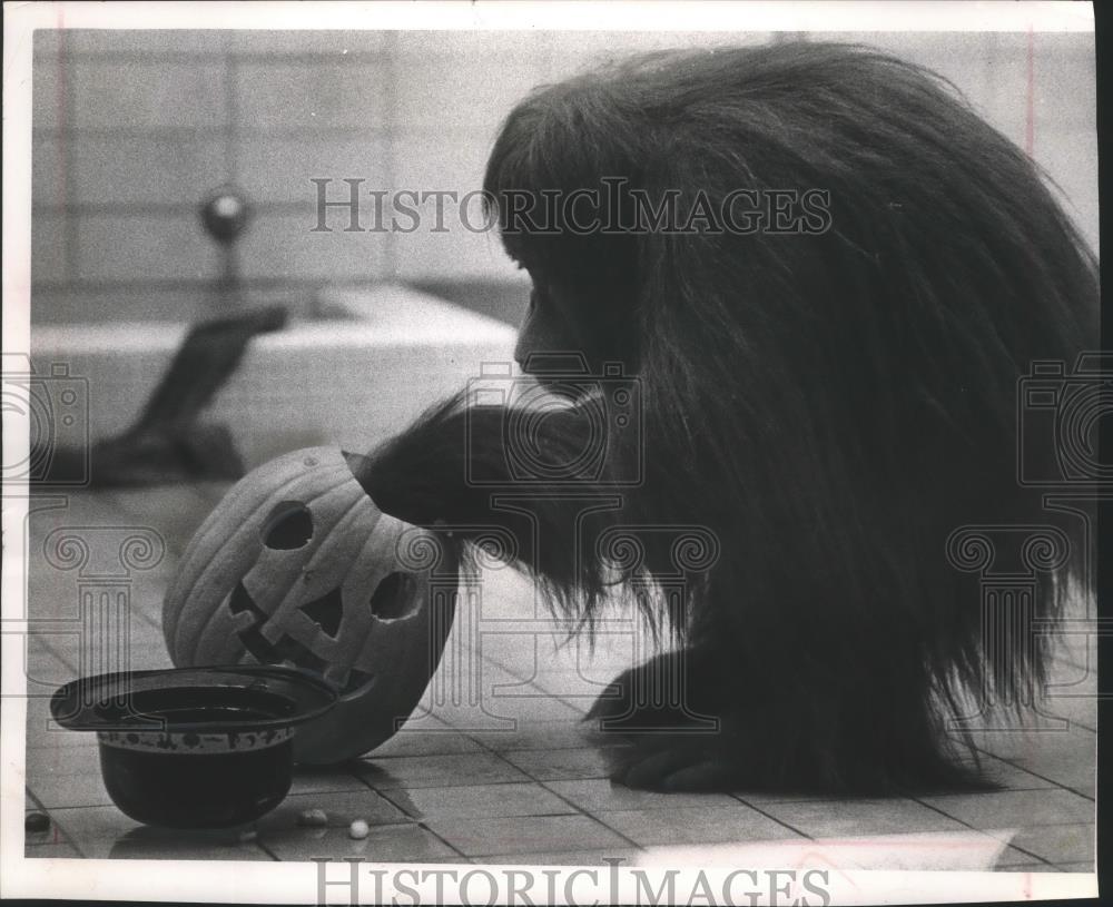 1985 Press Photo Tia, Milwaukee Zoo Orangutan, digging for treats in pumpkin - Historic Images