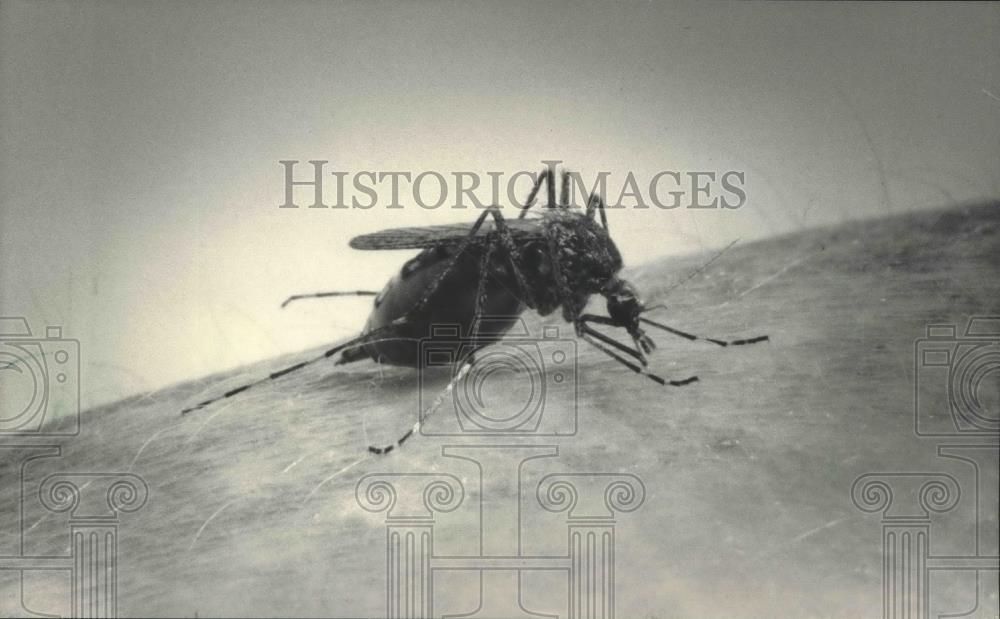 1984 Press Photo Swollen with blood, this mosquito was ready to leave victim - Historic Images