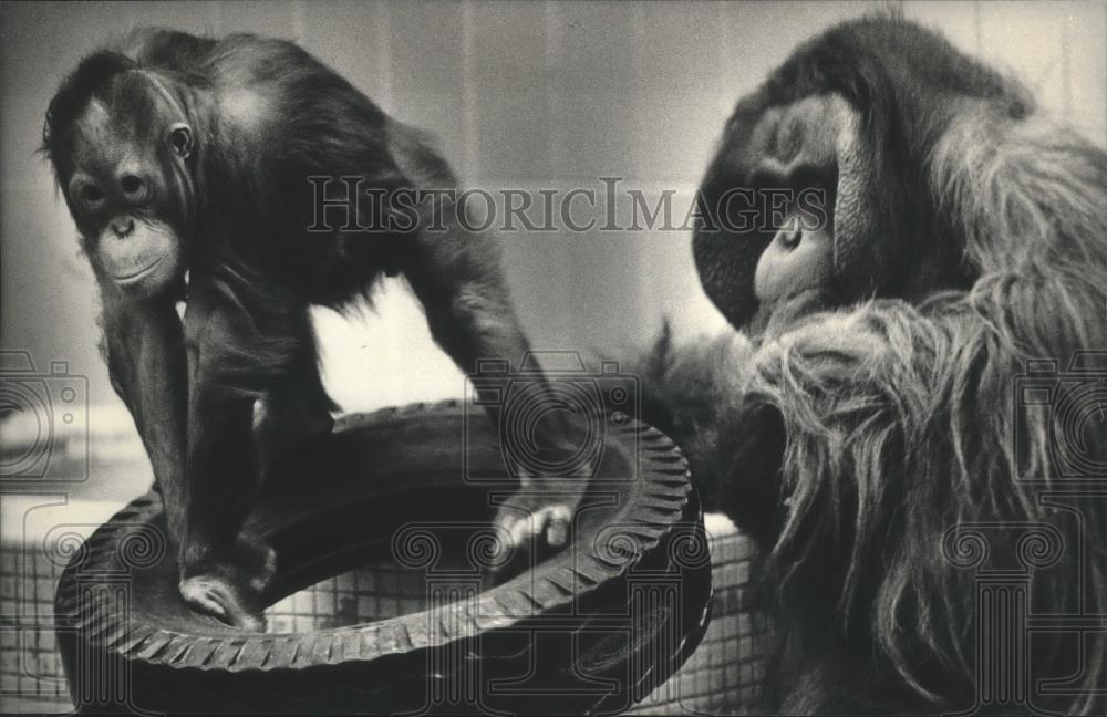 1986 Press Photo Monkeys play at Milwaukee County Zoo - mjb69893 - Historic Images