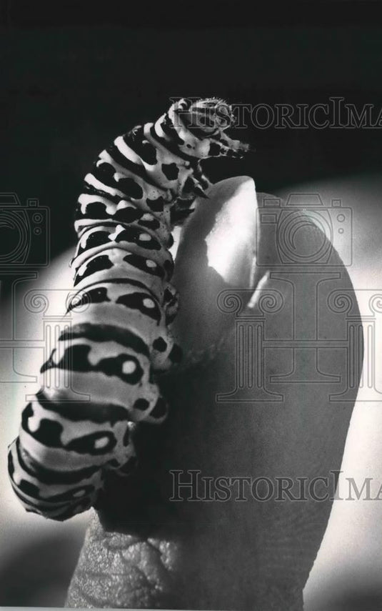 1988 Press Photo Jaret Daniels raises silk worms and swallowtail butterflies - Historic Images
