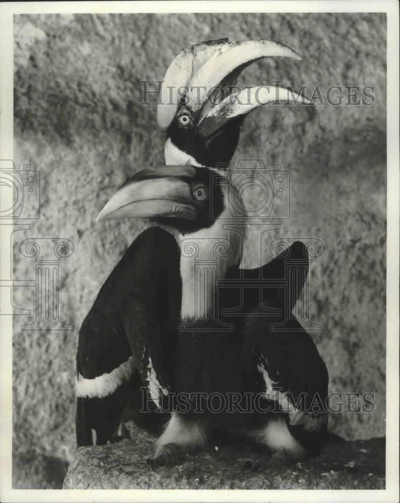 1978 Press Photo Mother and daughter Hornbills pose at Florida Sunken Garden - Historic Images