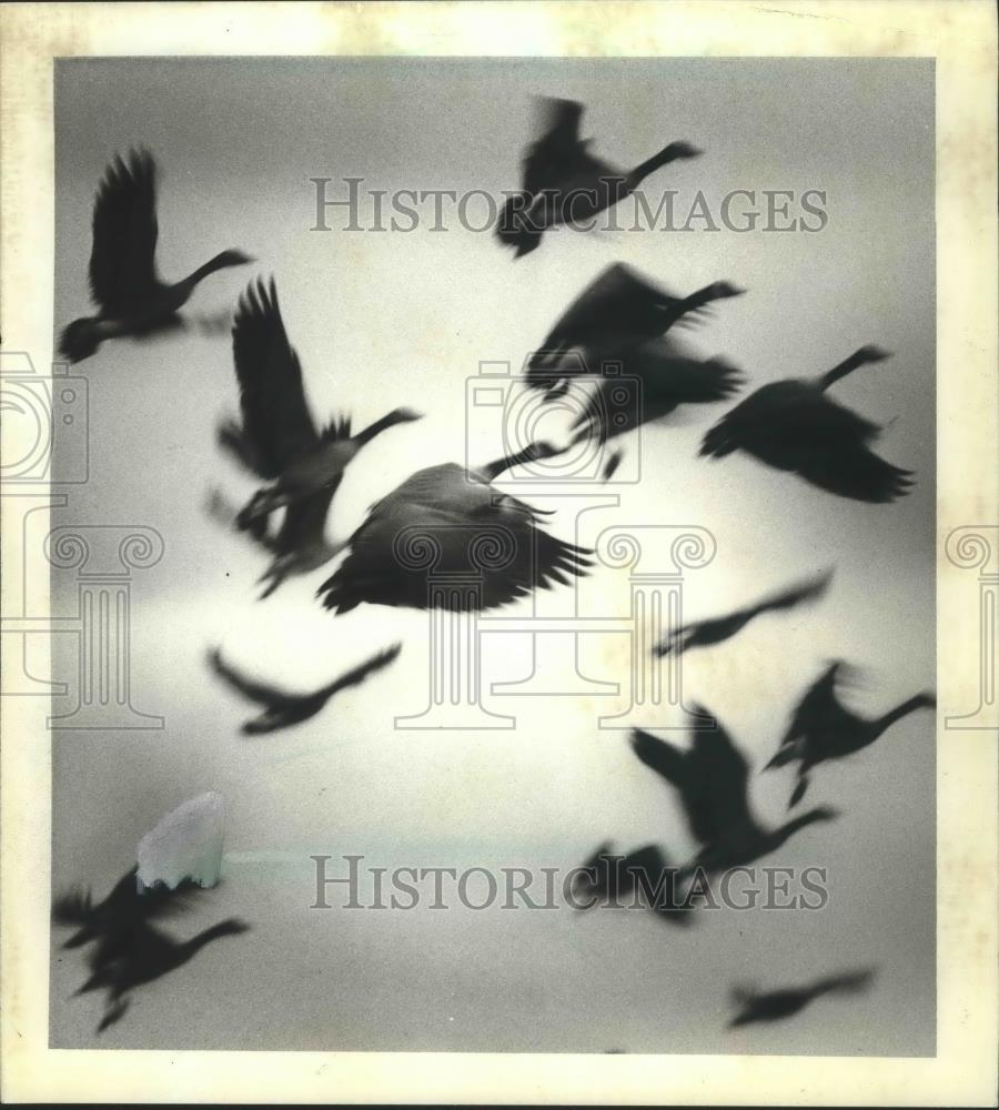 1982 Press Photo Migrating geese in flight, Horicon National Wildlife Refuge - Historic Images