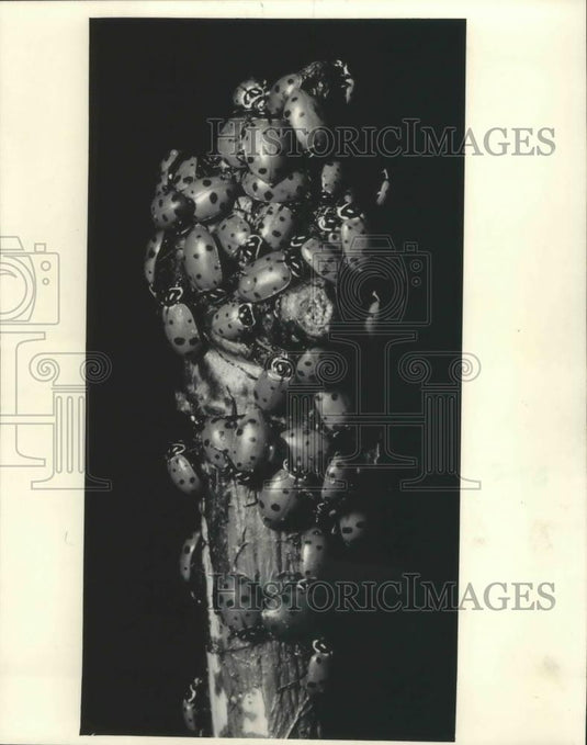 1985 Press Photo Ladybird beetles clustered on a branch - mjb70178 - Historic Images