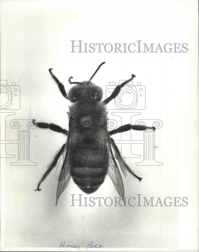 1990 Press Photo Honeybee - mjb70189 - Historic Images