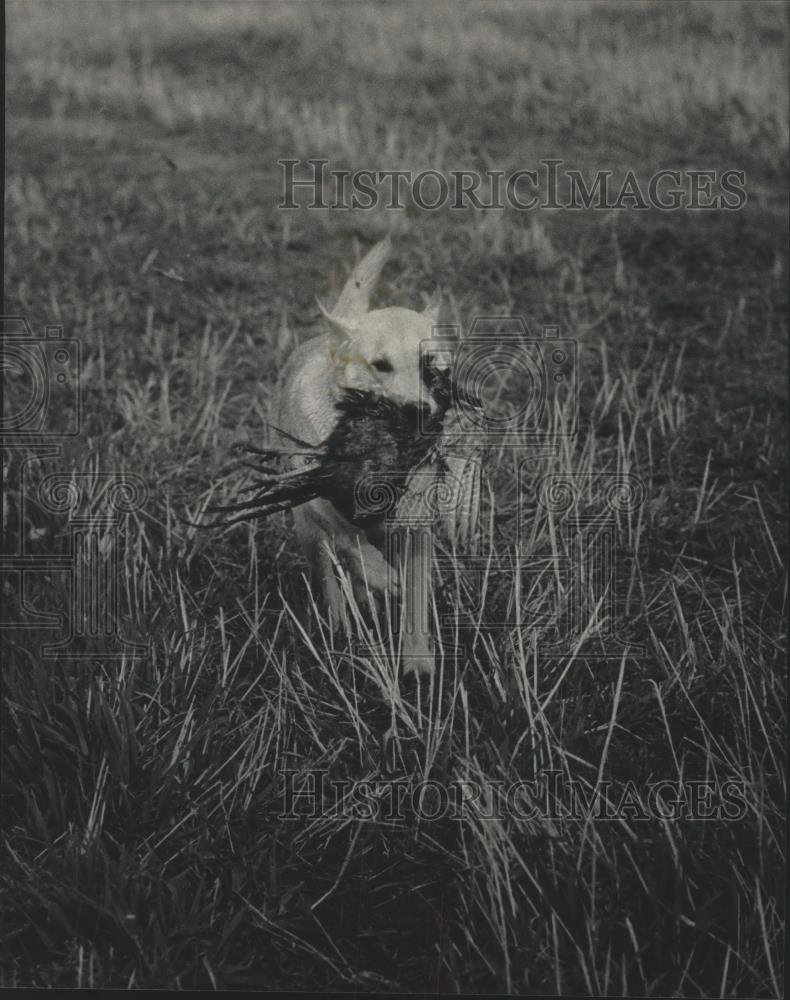 1986 Press Photo Retriever hunting pheasant in Wisconsin - mjb70212 - Historic Images