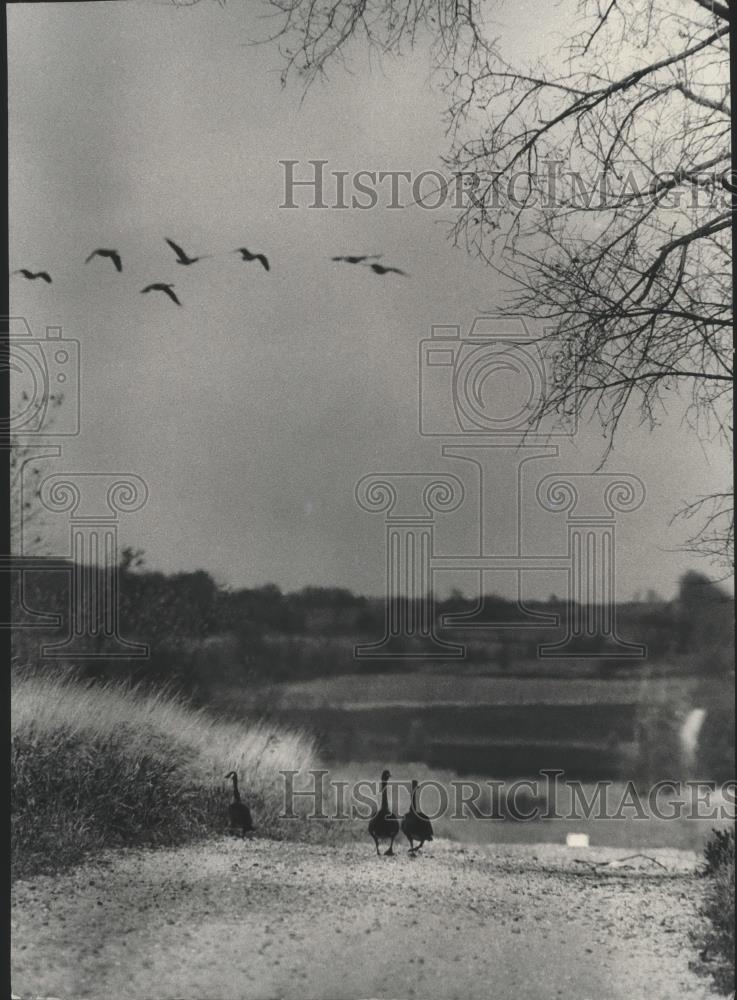 Press Photo Geese stop to rest while migrating - mjb70402 - Historic Images