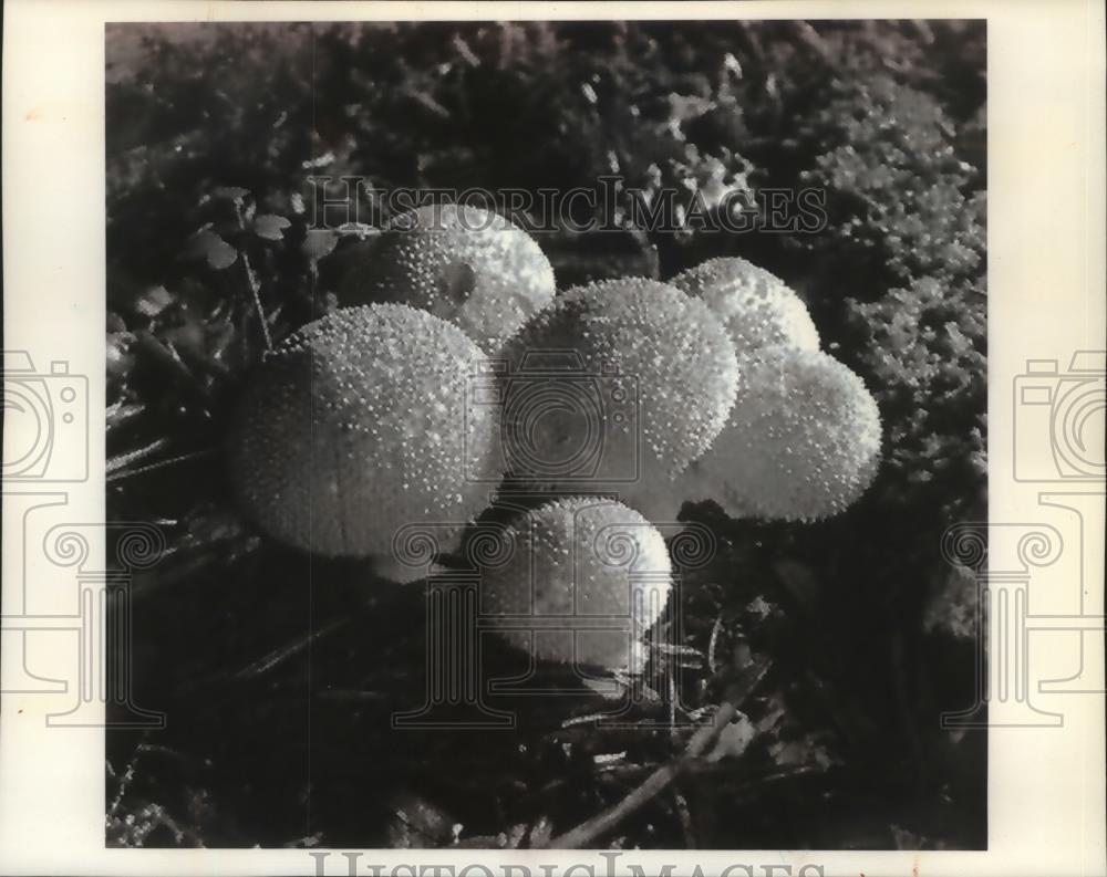 1994 Press Photo These puffball mushrooms hospitalized five Wisconsin teens - Historic Images