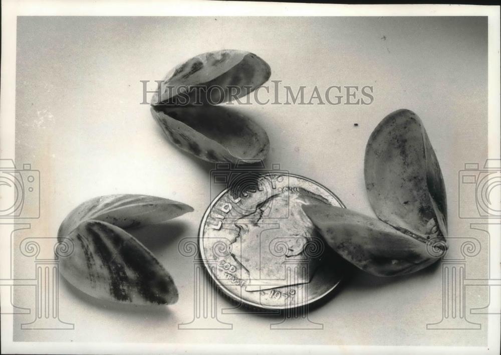 1990 Press Photo Zebra Mussels, about dime size, can help clean up Great Lakes - Historic Images