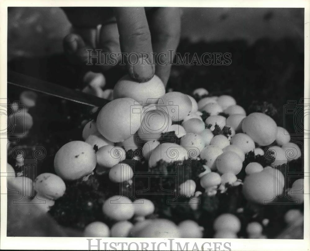 Press Photo Mushrooms cut from the stem with a knife. - mjb70939 - Historic Images