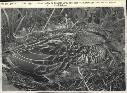 1990 Press Photo Mother duck at construction site in New Berlin, Wisconsin - Historic Images