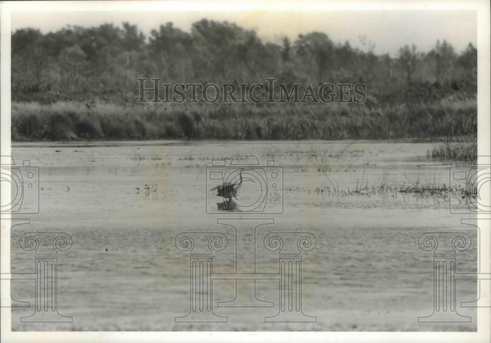 1994 Press Photo Great blue heron in waters of Necedah National Wildlife Refuge - Historic Images