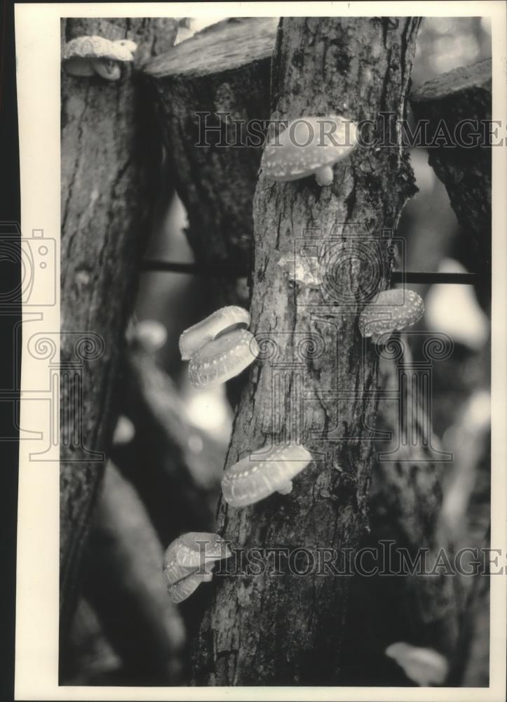 1987 Press Photo Ron Tachick&#39;s shiitake Japanese mushrooms - mjb71632 - Historic Images