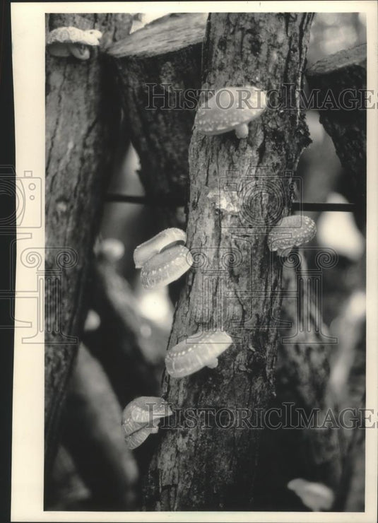 1987 Press Photo Ron Tachick's shiitake Japanese mushrooms - mjb71632 - Historic Images