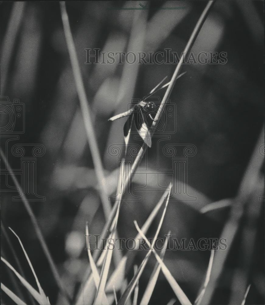 1984 Press Photo One of the prairie&#39;s natural residents, Nashotah Park, Nashotah - Historic Images