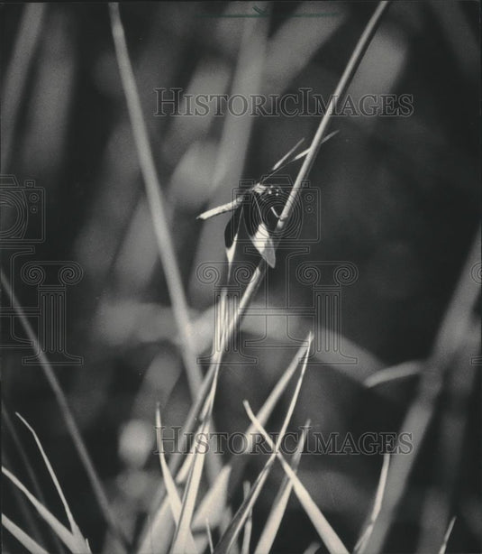1984 Press Photo One of the prairie's natural residents, Nashotah Park, Nashotah - Historic Images