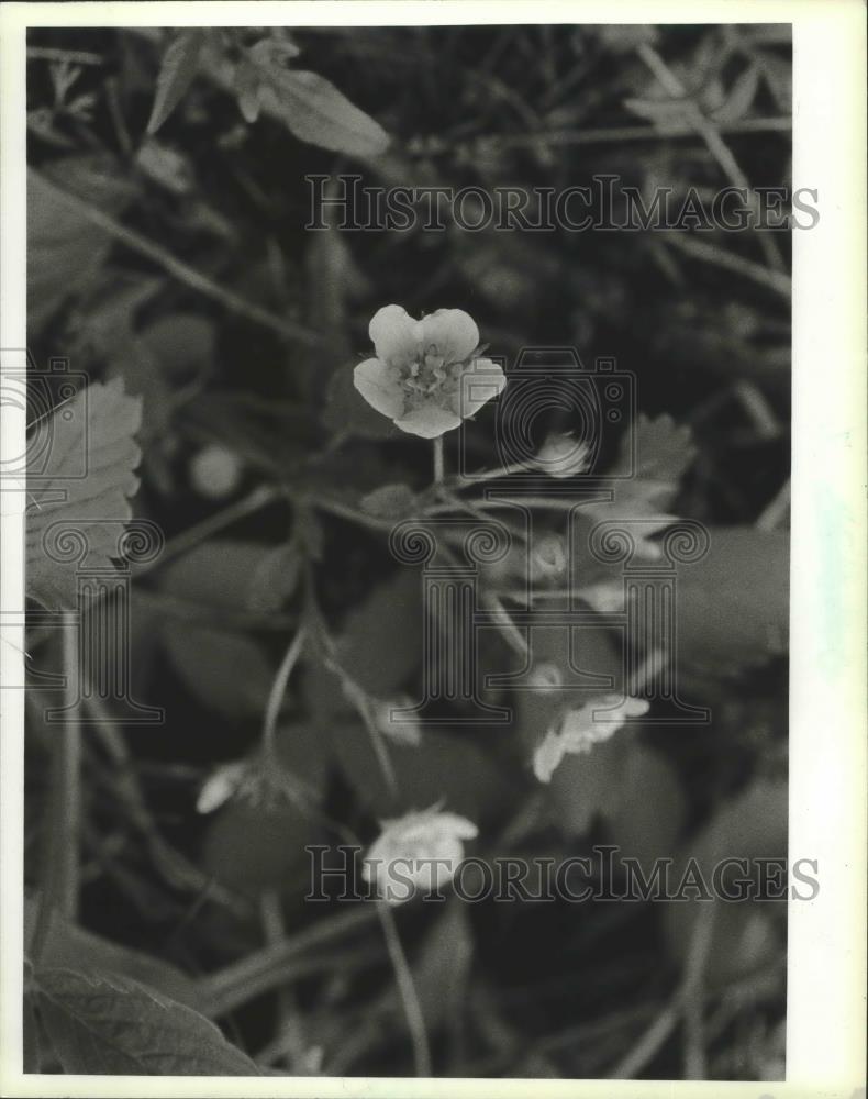 1983 Press Photo Wild strawberries blooming amid cinders, barren land - Historic Images