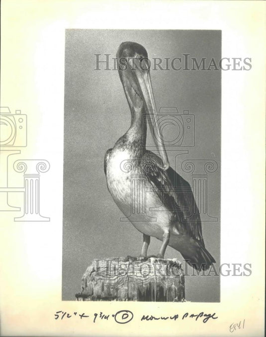 1982 Press Photo Pelican on wooden post, Blackjack Peninsula, Texas - mjb72415 - Historic Images