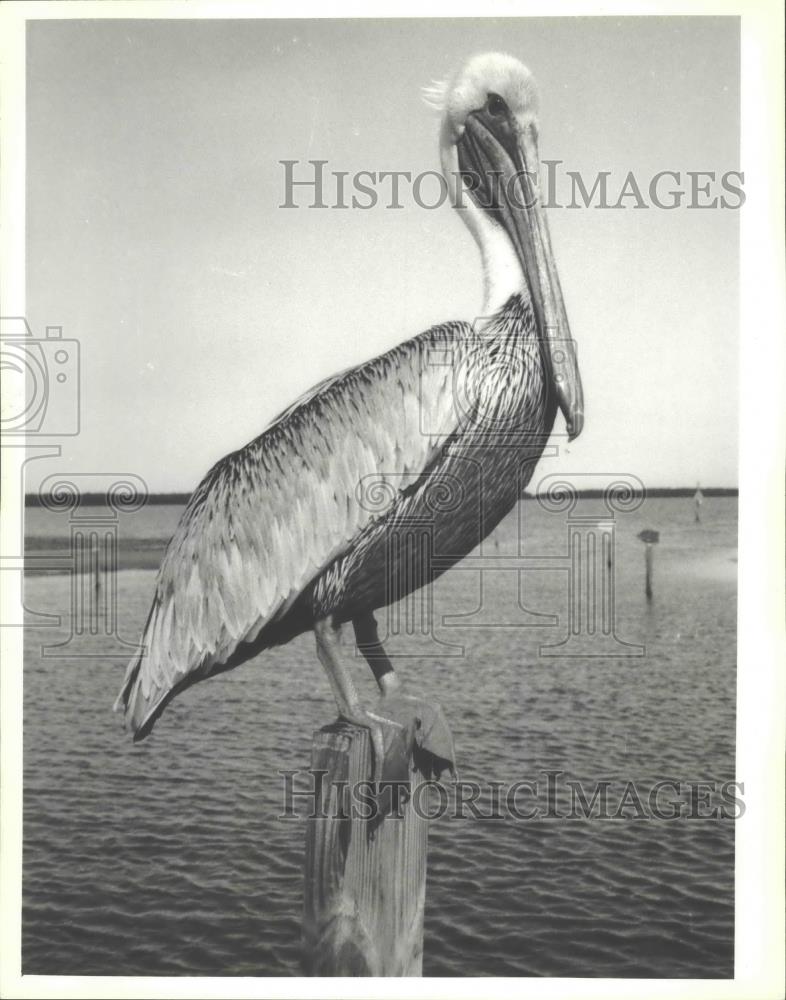 1982 Press Photo Brown pelican on piling in Florida - mjb72422 - Historic Images