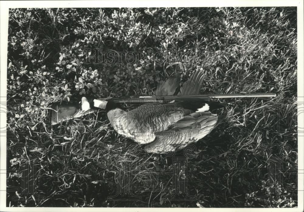 1990 Press Photo Goose shown with rifle in Theresa Marsh area, Wisconsin - Historic Images