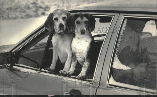 1985 Press Photo Hunting rabbits, Spanky and Sam two beagles look out window - Historic Images