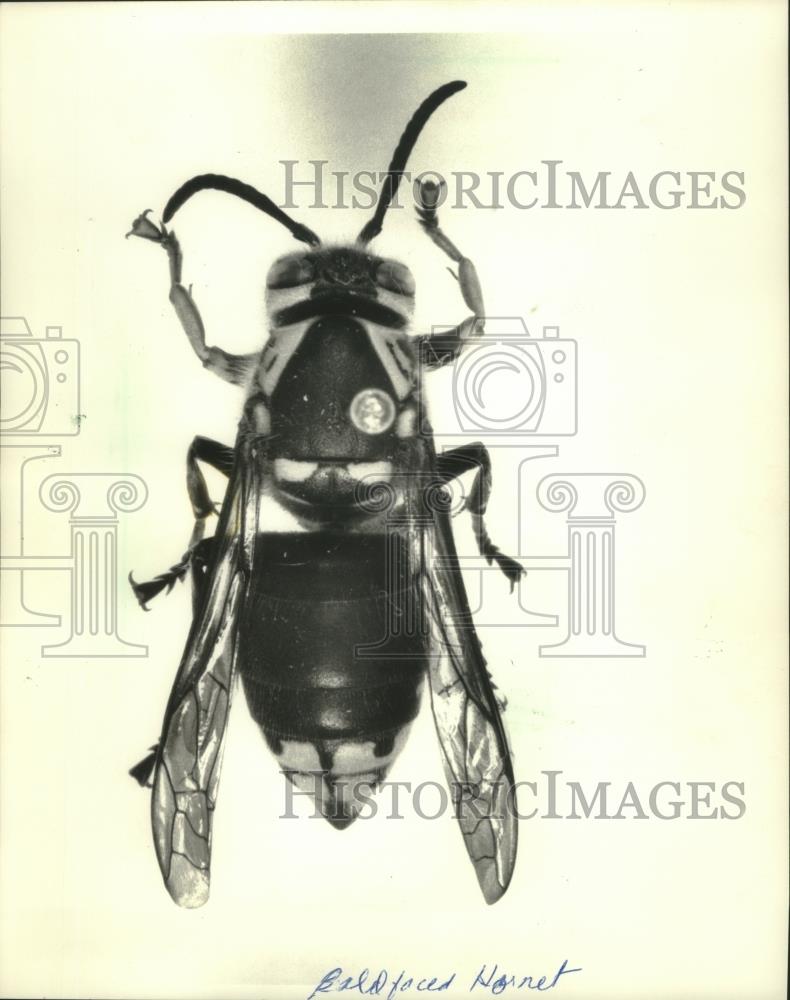 1990 Press Photo the Baldfaced hornet may be the most menacing of yellow jacket - Historic Images